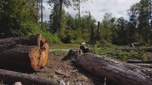 Best Tree Preservation Services  in Fortuna, CA