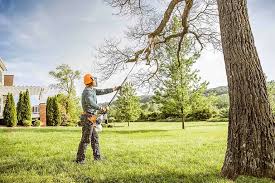  Fortuna, CA Tree Services Pros