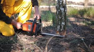 Best Weed Control Services  in Fortuna, CA