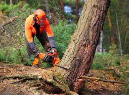 Why Choose Our Tree Removal Services in Fortuna, CA?