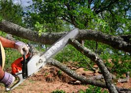 Best Tree and Shrub Care  in Fortuna, CA