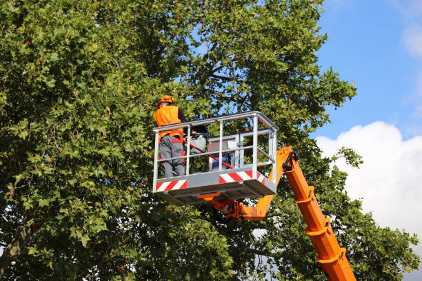 Best Emergency Tree Removal  in Fortuna, CA