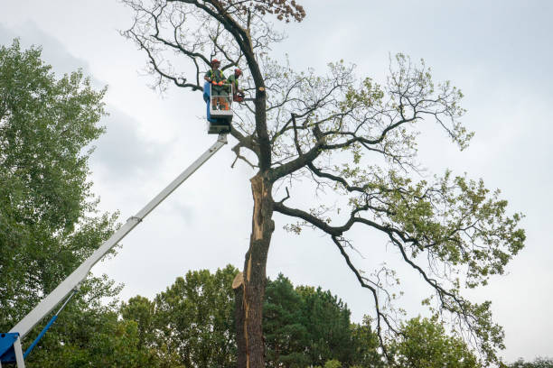 Best Hazardous Tree Removal  in Fortuna, CA