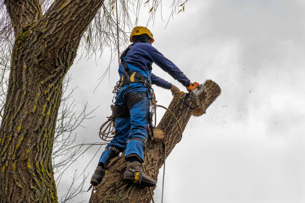 Best Tree Risk Assessment  in Fortuna, CA