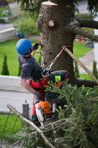 Best Tree Cabling and Bracing  in Fortuna, CA