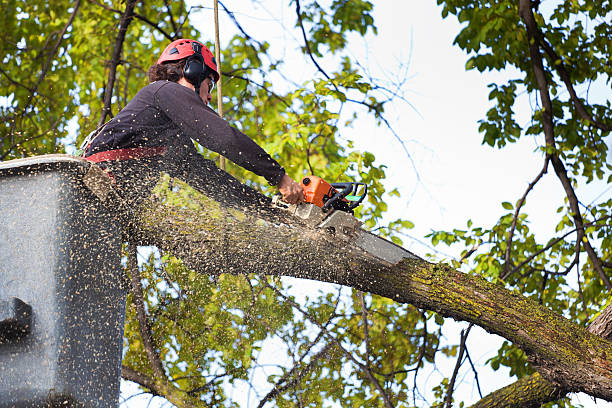 Best Tree Health Inspection  in Fortuna, CA