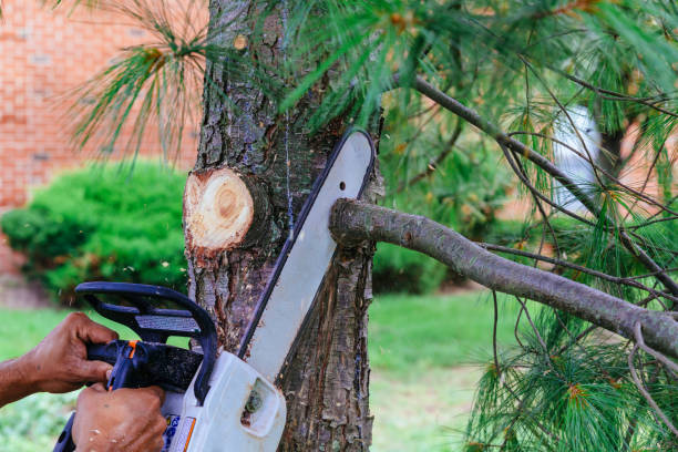 Best Hedge Trimming  in Fortuna, CA